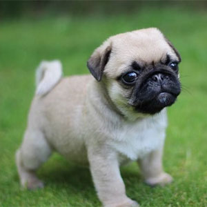 The Pug